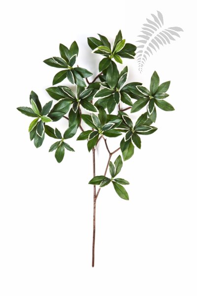 Var. Euonymus Japonicus Spray 40cm 1584NW