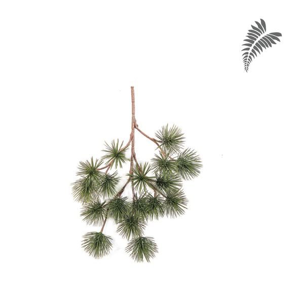 Bonzai Pinus Parviflor Spray 45cm 1585N
