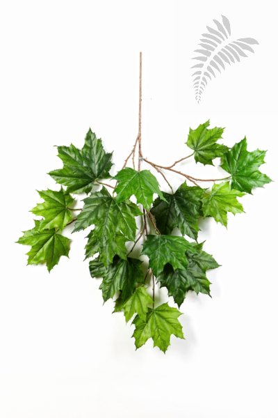 NORTH MAPLE SPRAY 1590N