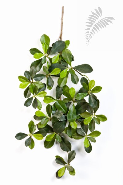 FR ORIENTAL OLIVE SPRAY 1608FR