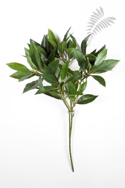 LAUREL BAY SPRAY X 74 1610N