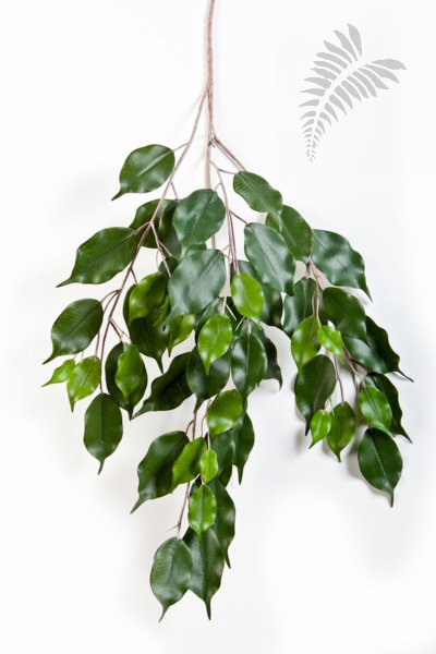 FICUS EXOTICA SPRAY X 55 1618N
