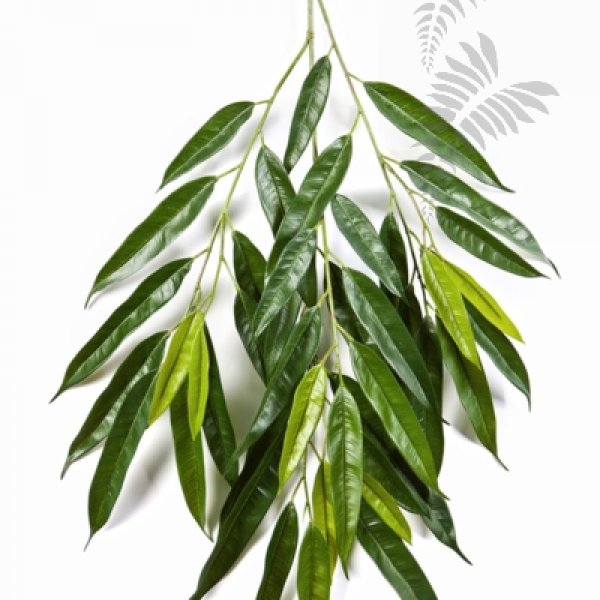 ROYAL LONGIFOLIA SPRAY 1622N