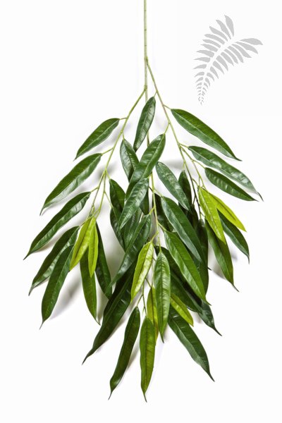 ROYAL LONGIFOLIA SPRAY 1622N