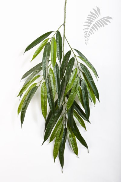 FR DELUXE LONGIFOLIA SPRAY X37 1624FR