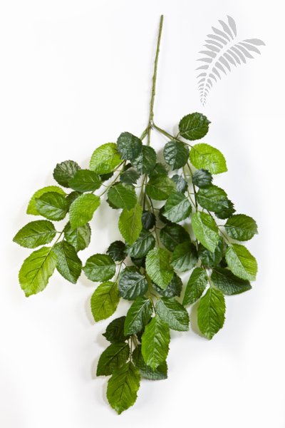 FR BEECH SPRAY X59 LVS 1625FR