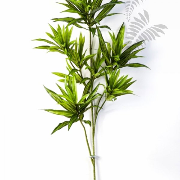 DRACAENA REFLEXA SPRAY 1638N