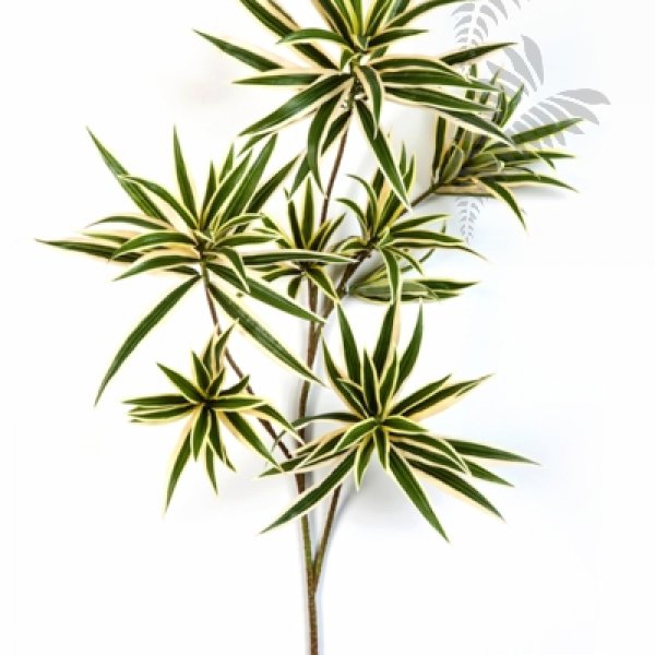 VAR. DRACAENA REFLEXA SPRAY 1638NG