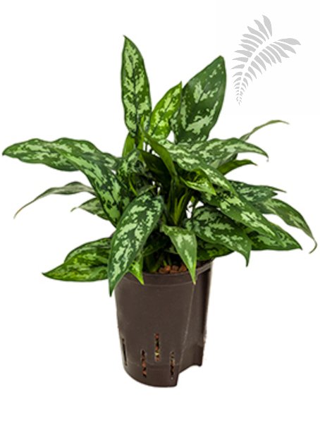 Agla com. Maria 30-40cm KT 15/19