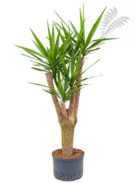 Yucca elephantipes verzw. Extra 160-170 KT 28/19