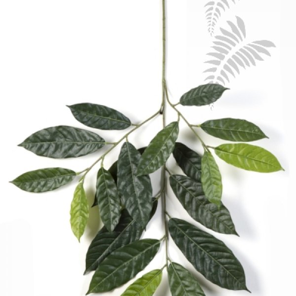 CACAO SPRAY X19 1652N