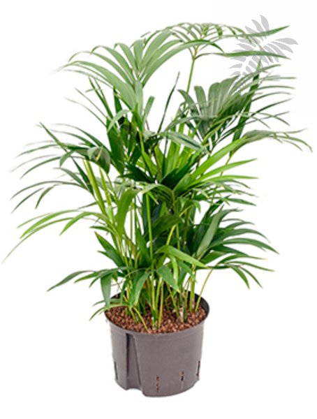 Howea forsteriana 160-180cm KT 28/19