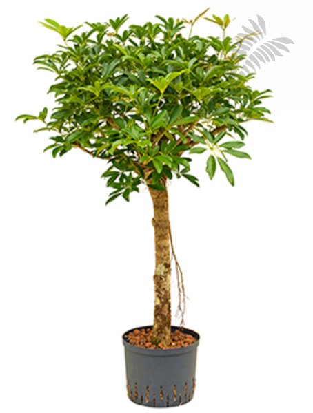 Scheffl. arb. Stamm 170-180cm KT 32/28