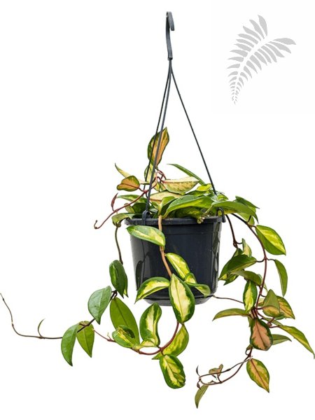Hoya carnosa tricolor KT 15/19