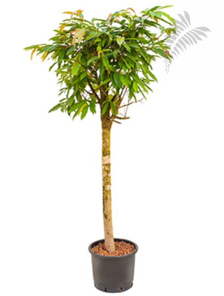 Ficus longi. "Amstel King" St. 160-180cm KT 28/24