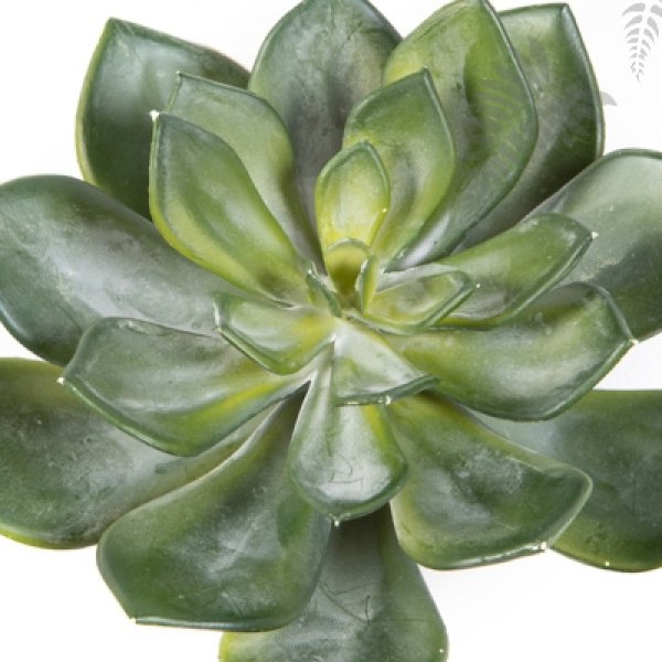 ECHEVERIA GREEN 1670N