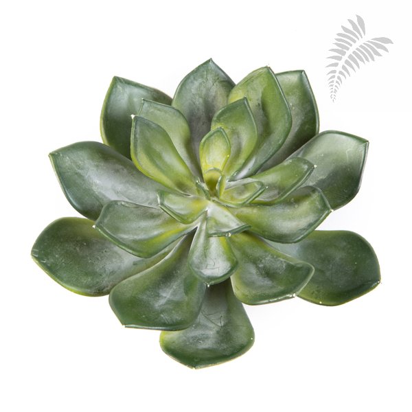 ECHEVERIA GREEN 1670N