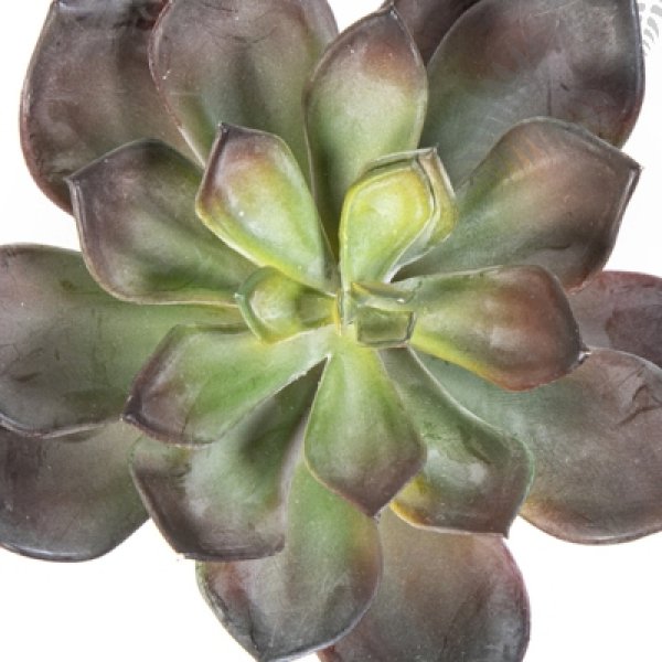 ECHEVERIA GREEN/RED 1670NR