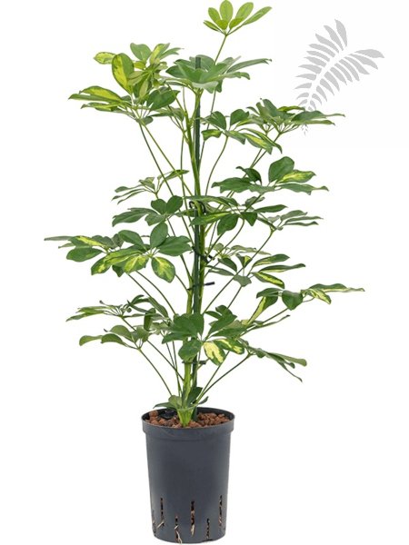 Scheffl. arb. G. C. 2er 70-90cm KT 15/19