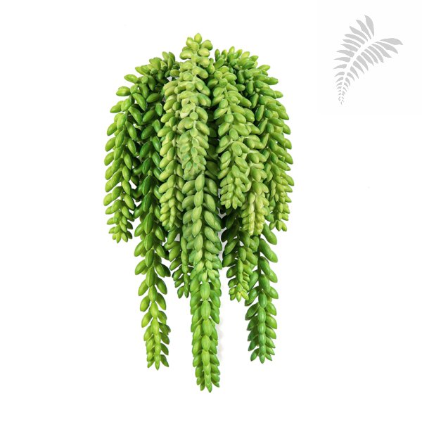 FR SEDUM MORGANIANUM 1676FR