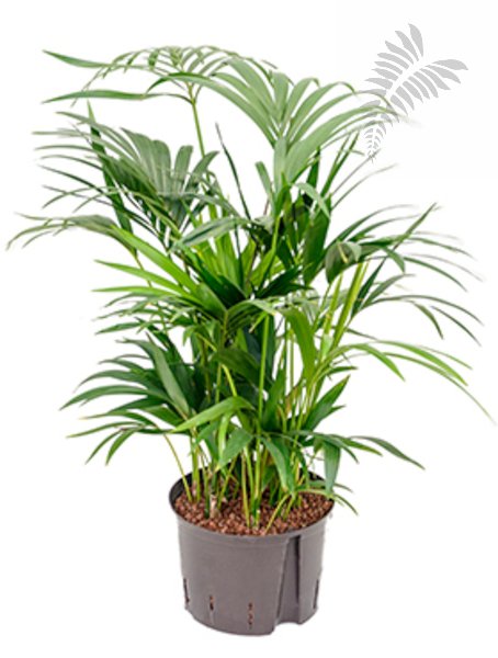 Howea forsteriana 80cm KT 28/19