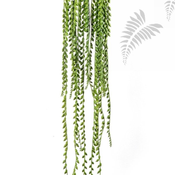 FR SENECIO HANGING BUSH 1678FR