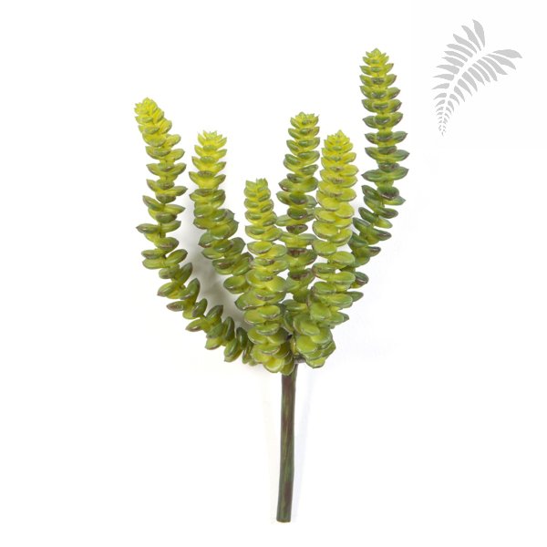 CRASSULA PERFORATA X 6 1679N