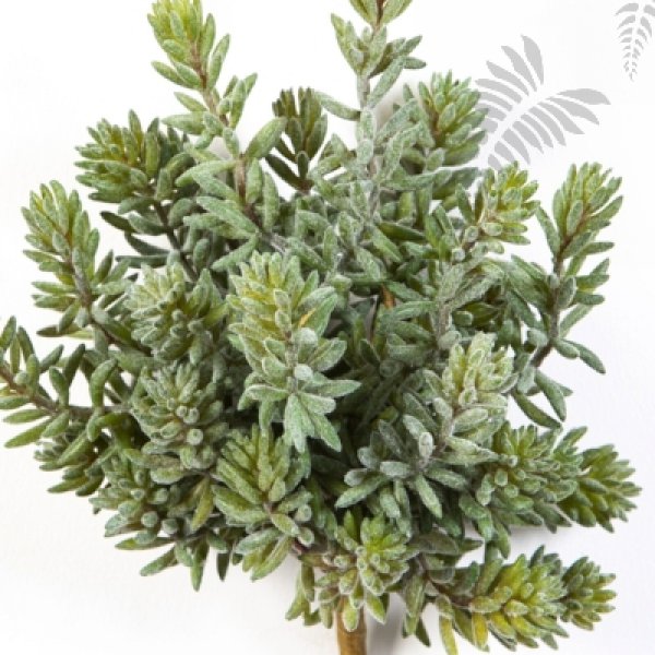 SEDUM BUSH X26 1680N