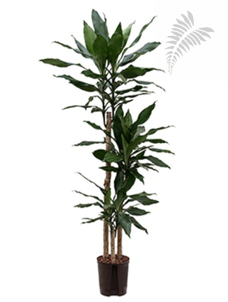Drac. fr. Sted. 90/60/30 130-140cm KT 18/19