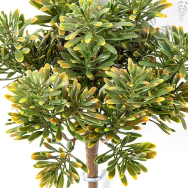 Dusty Miller Bush X 7 Gre/Re 18cm 1690GNR