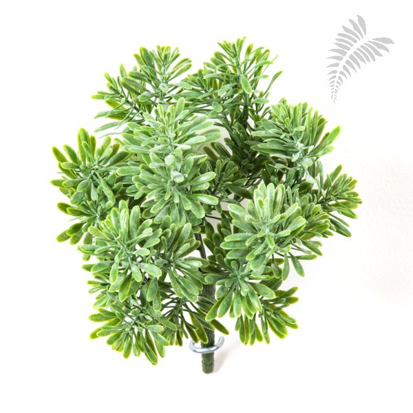 Dusty Miller Bush X 7 Green 18cm 1690N