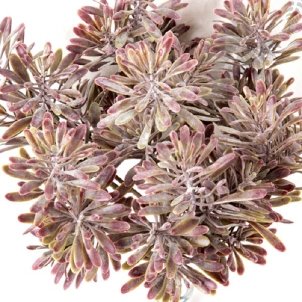 Dusty Miller Bush X 7 Burgun 18cm 1690R