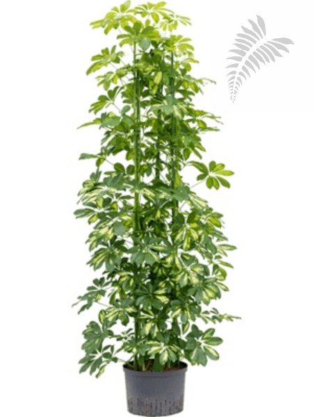 Scheffl. arb. --G. C.-- 6er 130-150cm KT 25/19