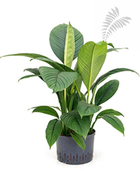 Spathiphyllum sensation 3er Tuff 50-70cm KT 28/19