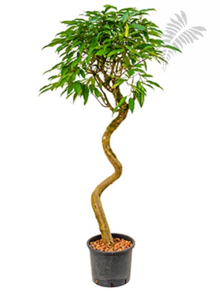 Ficus long. "Amstel King" Spiralst. 180c KT 35/28