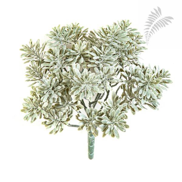 SILVER DUSTY MILLER UV 1695UV