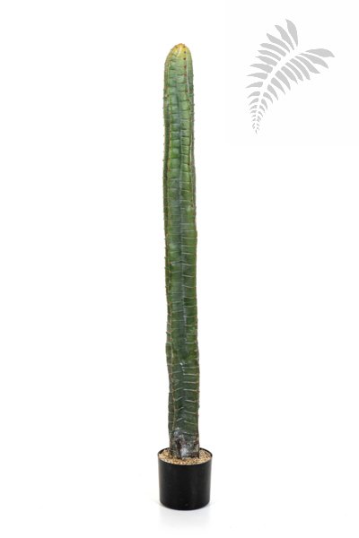 CEREUS COLUMN CACTUS 140 CM 1832N