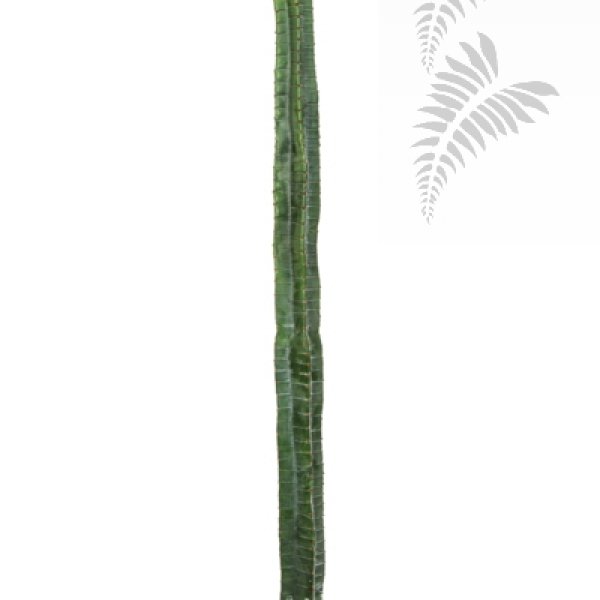 CEREUS COLUMN CACTUS 180 CM 1833N