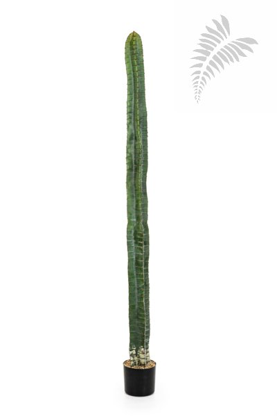 CEREUS COLUMN CACTUS 180 CM 1833N