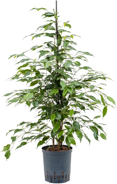 Ficus benj. 100-120cm KT 18/19