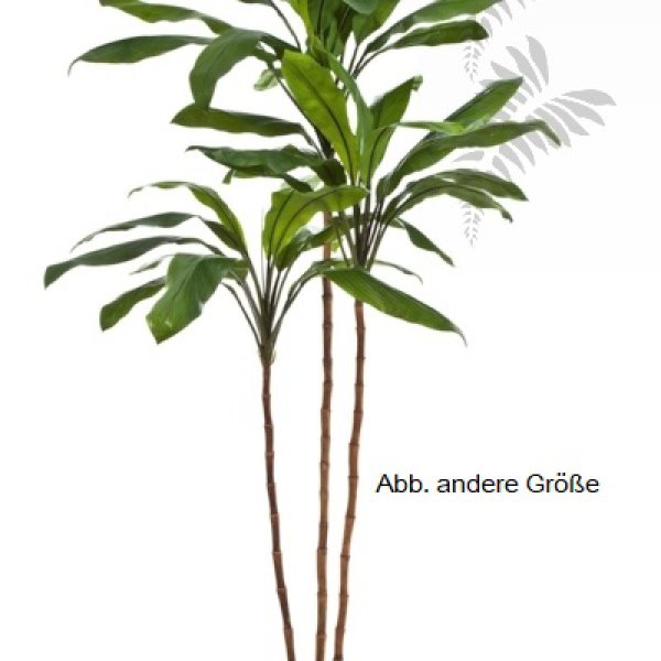 Cordyline fruticosa tree 240cm 25008N