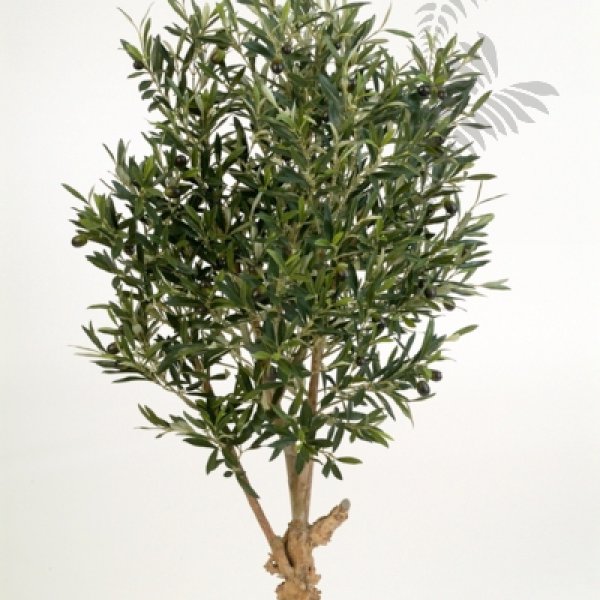 NAT. TWISTED OLIVE TREE W/F 120cm 28204N
