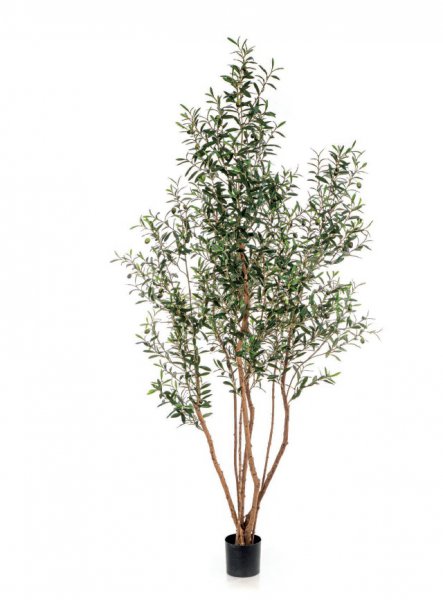 OLIVE TREE W/FR WILD TRUNK 28807N