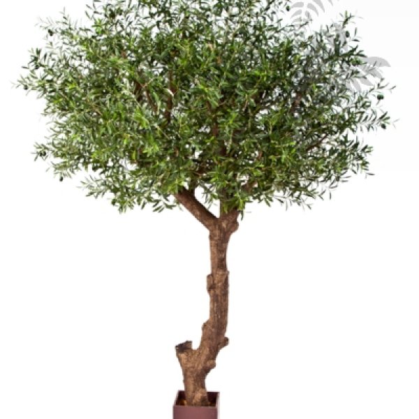 NAT. OLIVE TREE POLY TRUNK 29009N