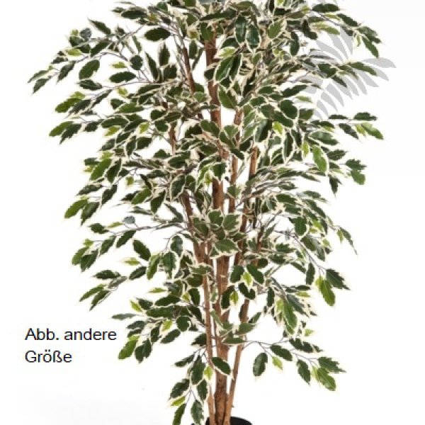 VAR. FICUS NITIDA 150cm 30104NW