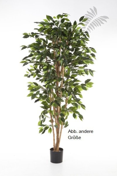 FICUS NITIDA 150cm 30105N
