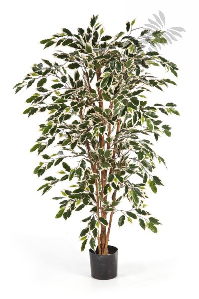 VAR. FICUS NITIDA 150cm 30105NW