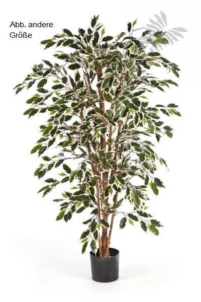VAR. FICUS NITIDA 180cm 30106NW