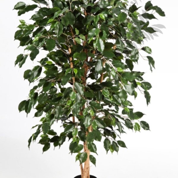 FICUS NITIDA EXOTICA 150cm 30205N