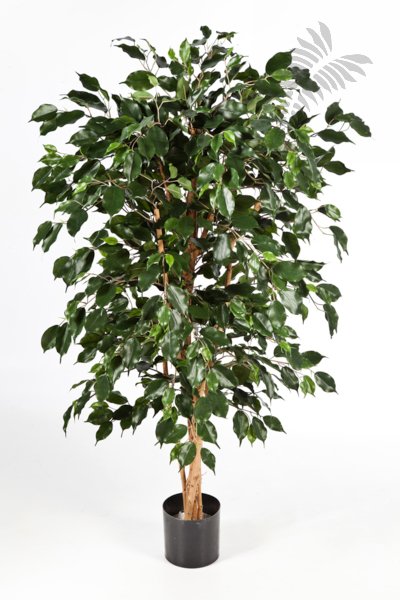 FICUS NITIDA EXOTICA 150cm 30205N